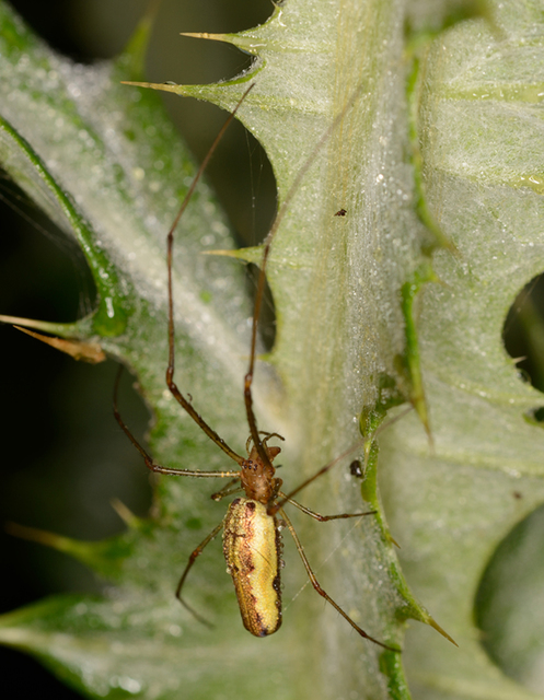 Tetragnatha