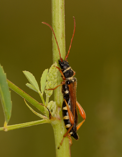 Stenopterus flavicornis - sárgacsápú keskenyfedőscincér