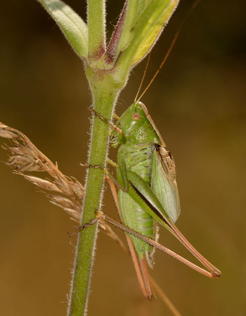 Bicolorana bicolor - halványzöld rétiszöcske