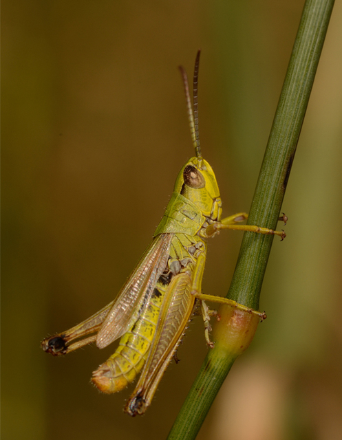 Pseudochorthippus parallelus - közönséges rétisáska