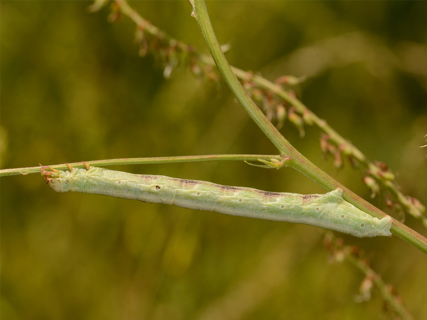 Ascotis selenaria - holdas faaraszoló