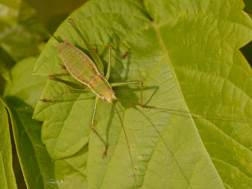 Leptophyes albovittata - közönséges virágszöcske