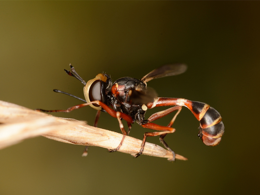 Physocephala