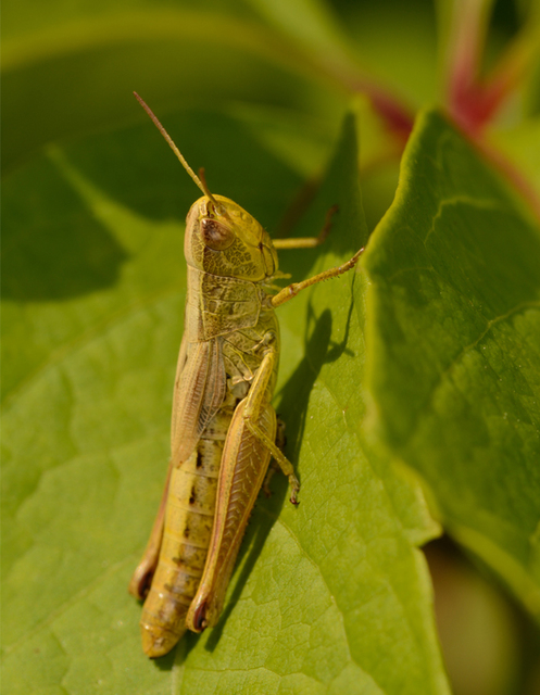 Pseudochorthippus parallelus - közönséges rétisáska