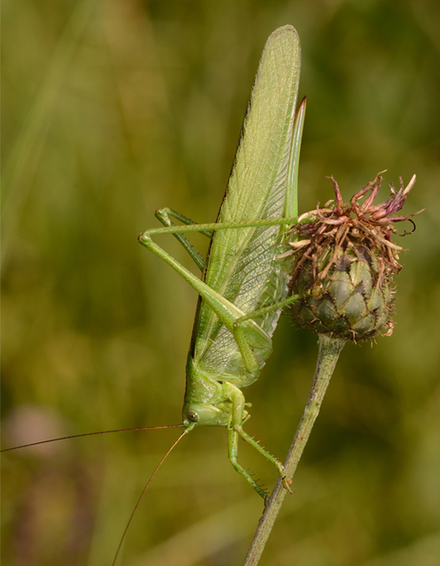 Tettigonia viridissima - zöld lombszöcske