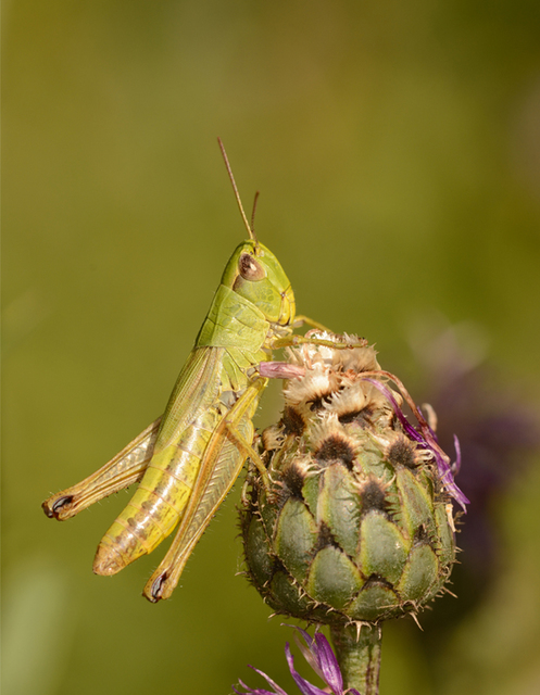 Pseudochorthippus parallelus - közönséges rétisáska