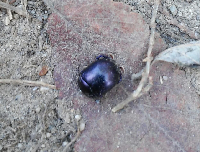 Chrysolina sturmi - vöröslábú levelész
