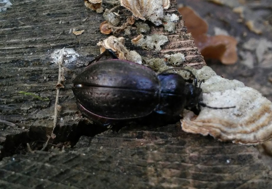 Carabus nemoralis - ligeti futrinka