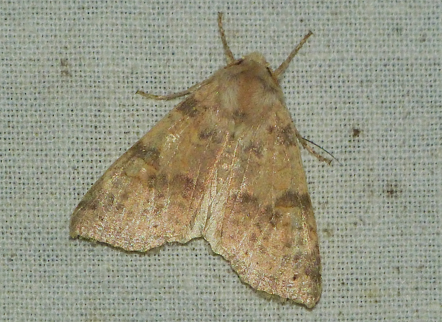 Cirrhia ocellaris - fakó sárgabagoly