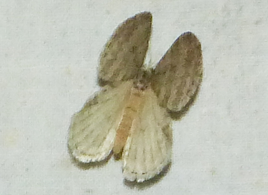 Epirrita christyi/dilutata