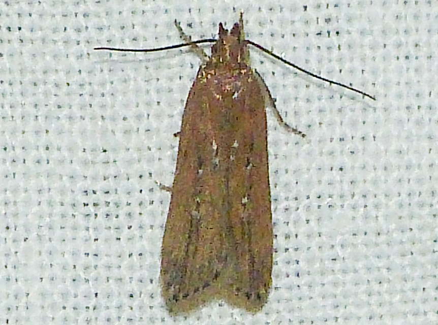 Helcystogramma triannulella - szuláksodró lápimoly
