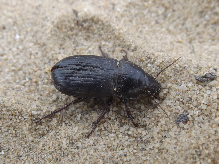 Zabrus tenebrioides - gabonafutó