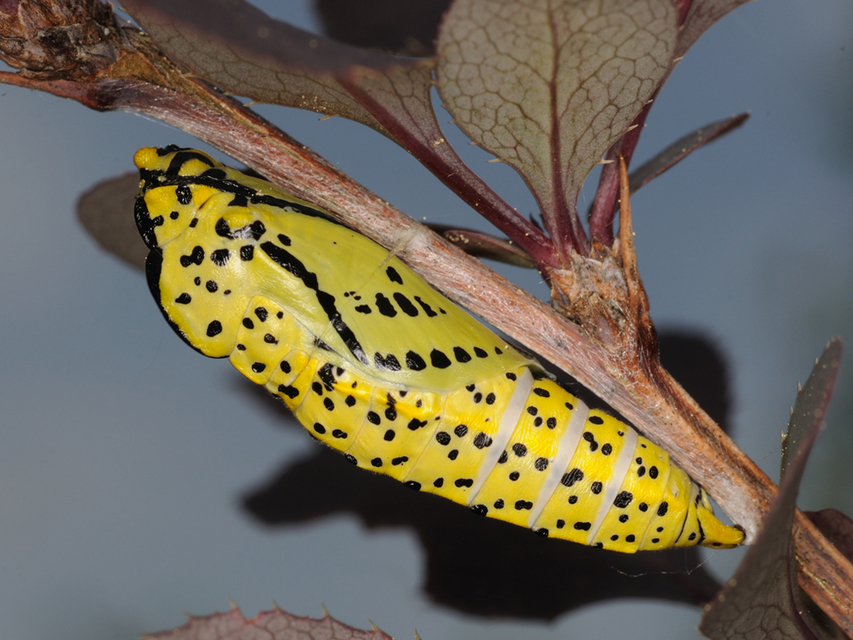 Aporia crataegi - galagonyalepke