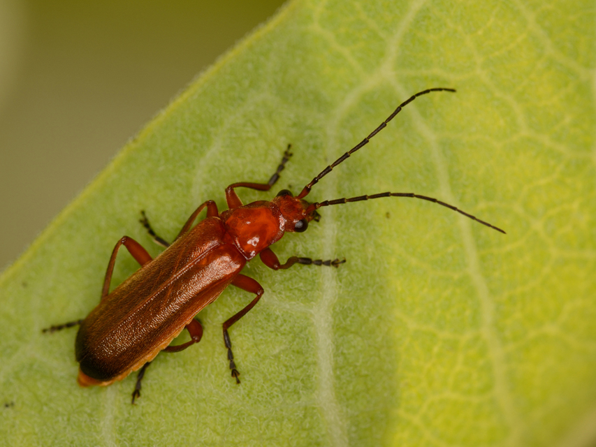 Rhagonycha fulva - feketevégű lágybogár