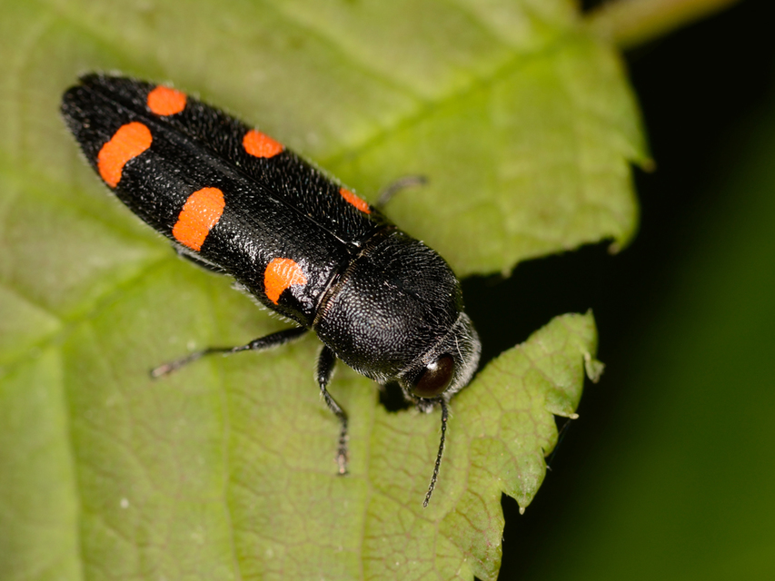 Ptosima undecimmaculata - sárgafoltos díszbogár