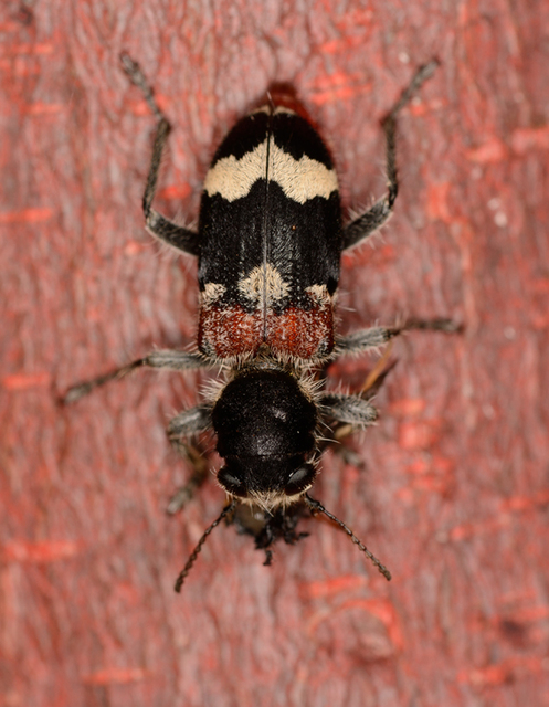 Clerus mutillarius - feketenyakú szúfarkas