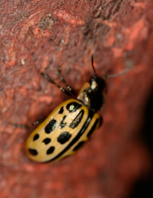 Chrysomela vigintipunctata - húszfoltos fűzlevelész Chrysomela vigintipunctata - húszfoltos fűzlevelész