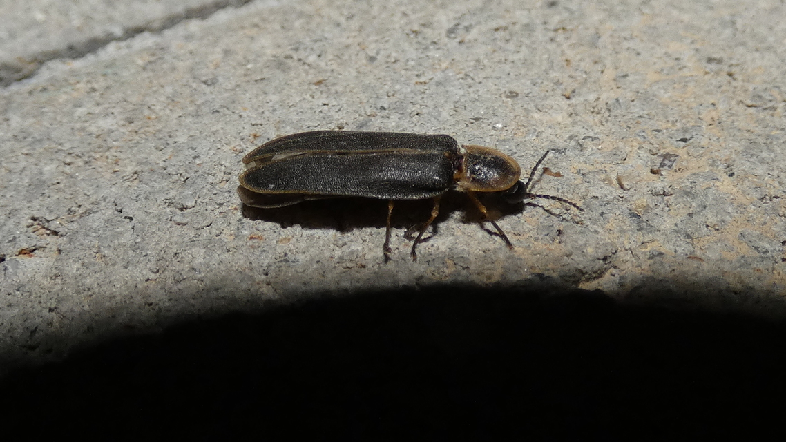 Lampyris noctiluca - nagy szentjánosbogár