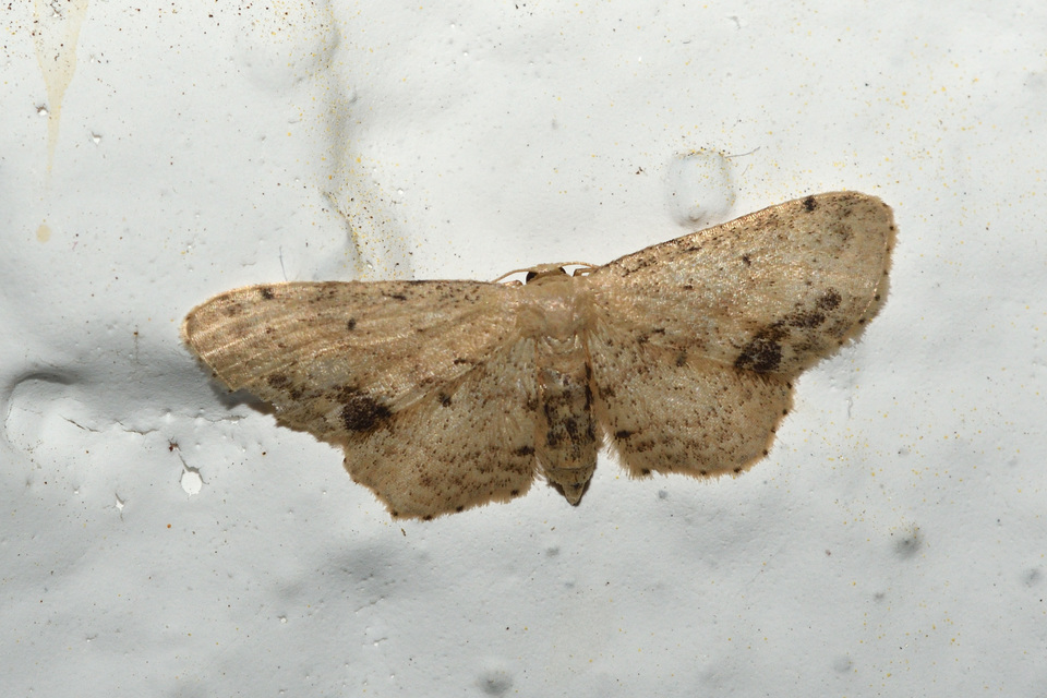 Idaea dimidiata - gyakori apróaraszoló