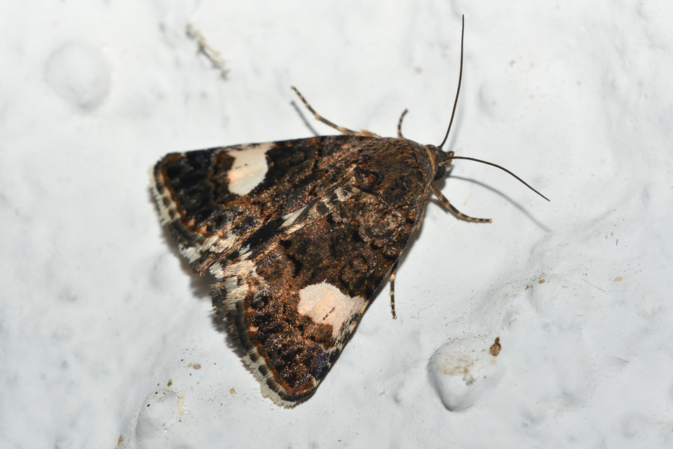 Tyta luctuosa - fekete nappalibagoly