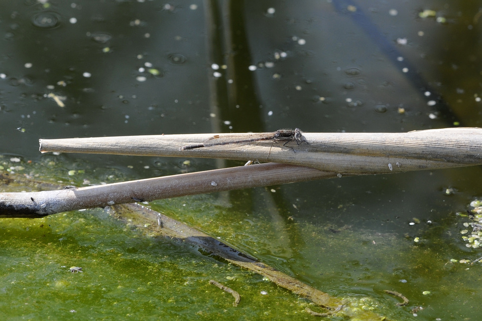 Sympecma fusca - téli rablószitakötő