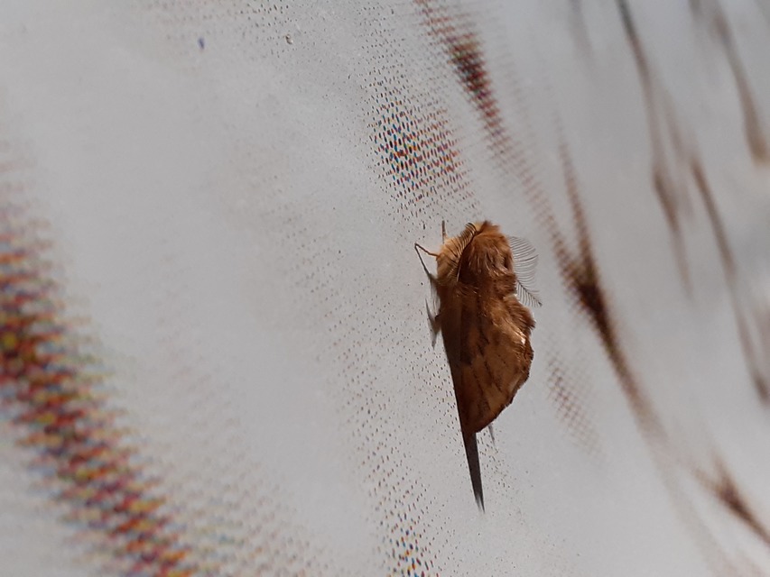 Ptilophora plumigera - tollas púposszövő