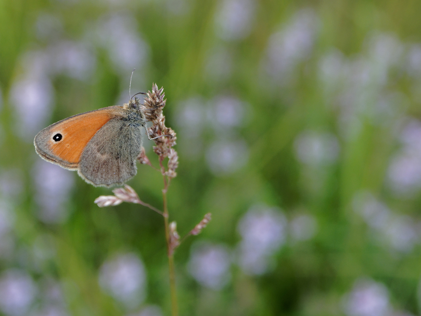 Coenonympha pamphilus - kis szénalepke
