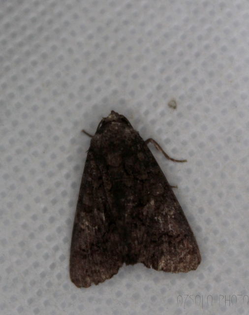 Anophia leucomelas - déli folyófűbagoly