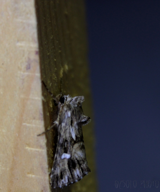 Calophasia lunula - gyújtoványfű-apróbagoly