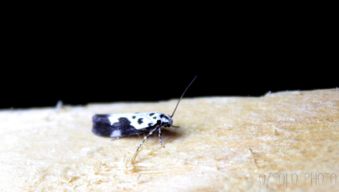 Ethmia quadrillella - gyászos feketemoly