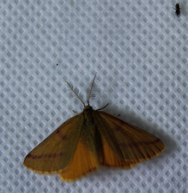 Lythria purpuraria - bíborsávos araszoló