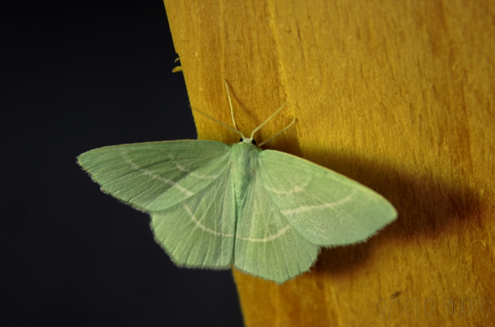 Hemistola chrysoprasaria - kékes zöldaraszoló