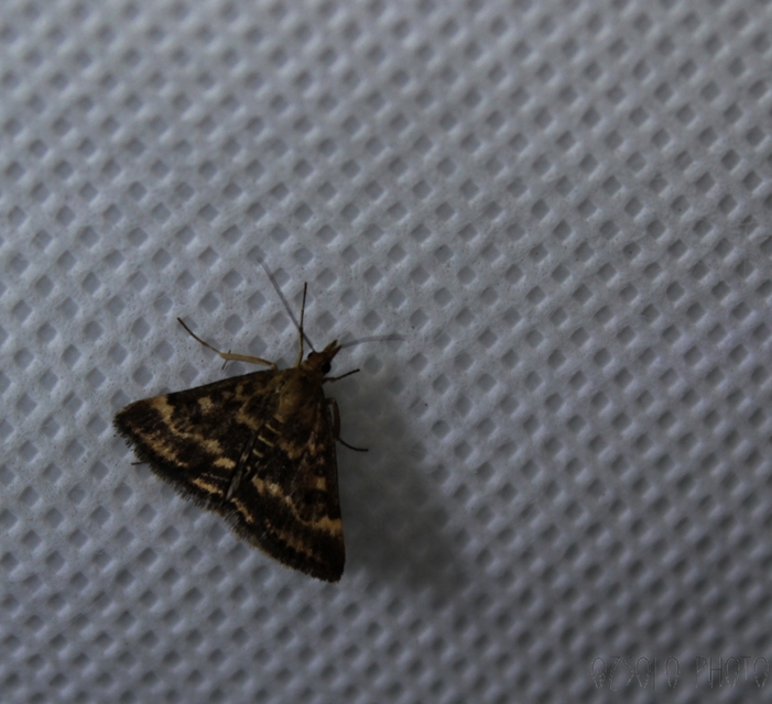 Pyrausta despicata - réti bíbormoly