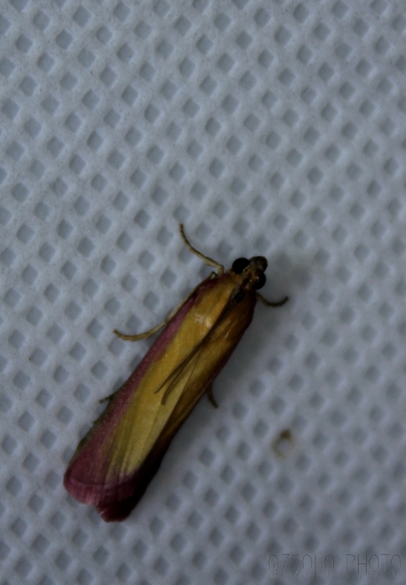 Oncocera semirubella - lucernamoly