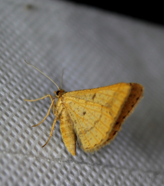 Tephrina arenacearia - lucerna-araszoló