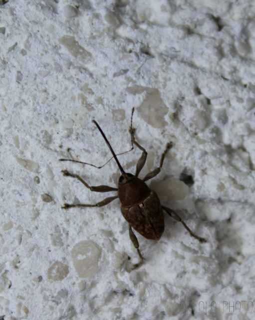 Curculio glandium - tölgymakkzsuzsóka