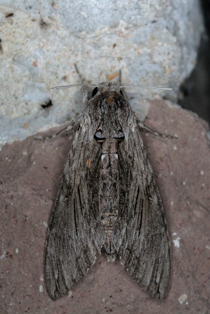 Agrius convolvuli - szulákszender