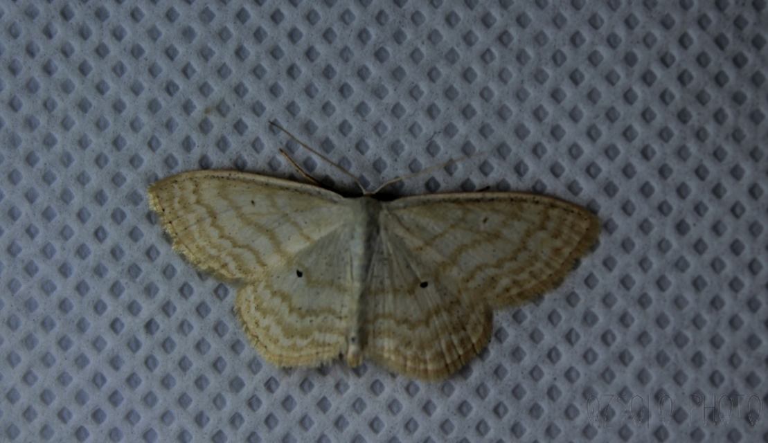 Scopula immutata - réti fehéraraszoló
