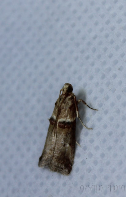 Acrobasis tumidana - bordás karcsúmoly