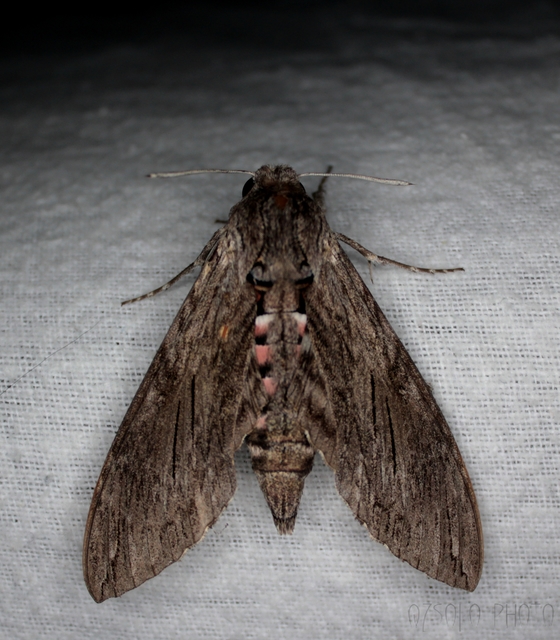 Agrius convolvuli - szulákszender