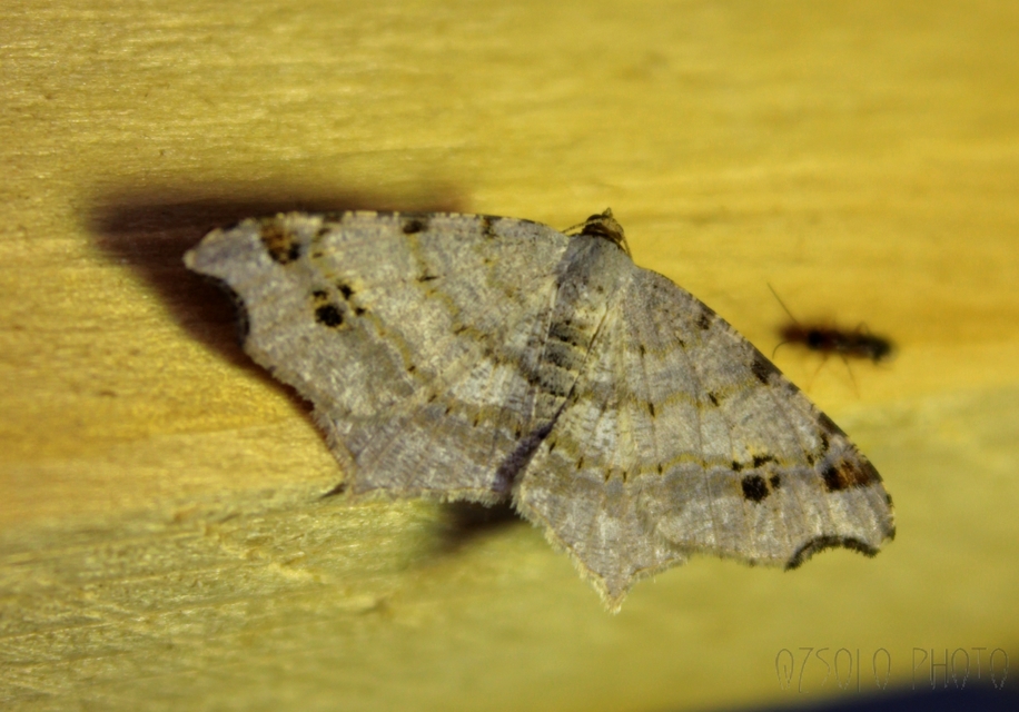 Macaria alternata - közönséges szürkearaszoló