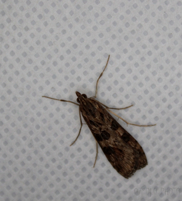 Nomophila noctuella - közönséges vándormoly