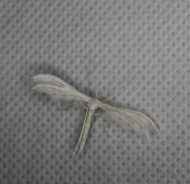 Pterophorus pentadactyla - fehér tollasmoly