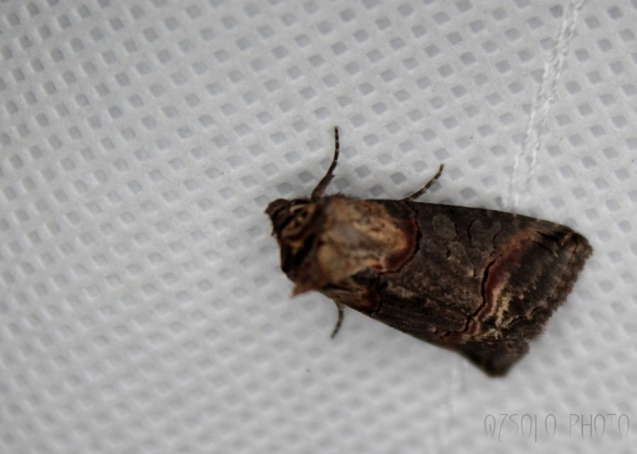 Abrostola triplasia - közönséges csalánbagoly