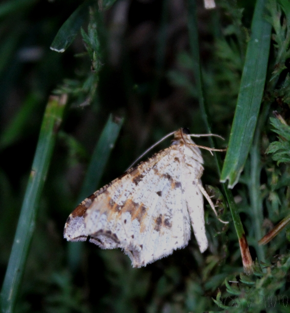 Macaria alternata - közönséges szürkearaszoló