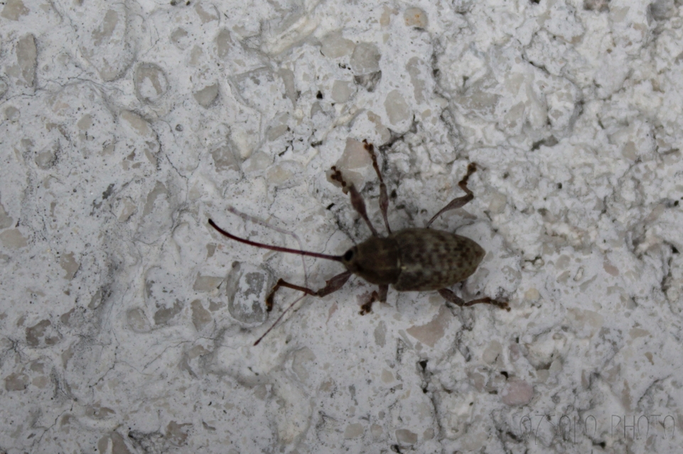 Curculio elephas - gesztenyezsuzsóka