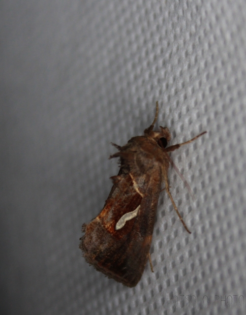 Macdunnoughia confusa - cseppfoltos ezüstbagoly