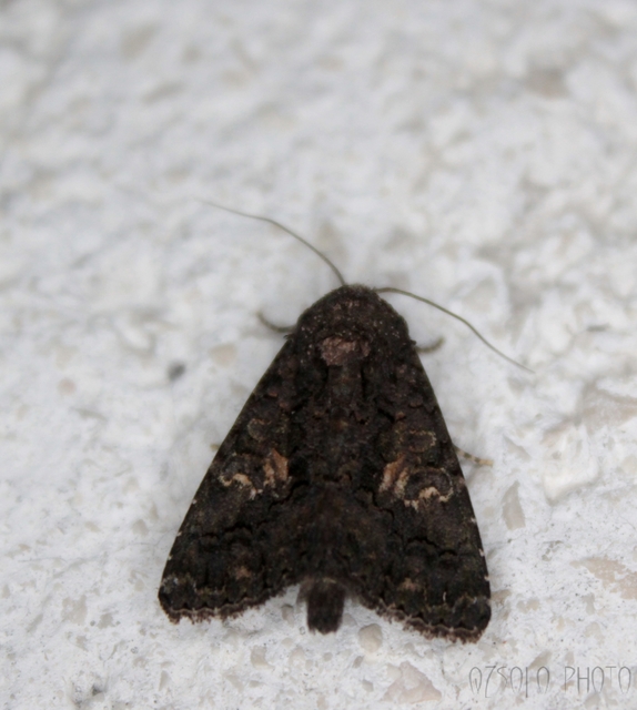 Anophia leucomelas - déli folyófűbagoly
