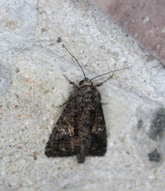 Anophia leucomelas - déli folyófűbagoly