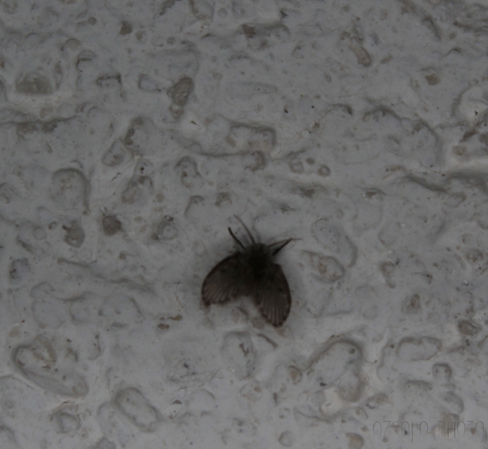 Clogmia albipunctata
